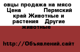 овцы продажа на мясо › Цена ­ 8 000 - Пермский край Животные и растения » Другие животные   